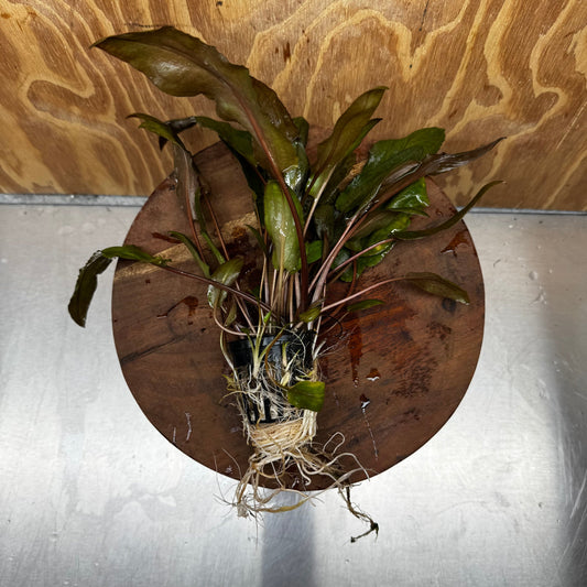 Scapeshop.com.au One Only Cryptocoryne Mi Oya Advanced, Multi-Planted - One Only Aquarium Plants - Crypt. Mi Oya Advanced Multi-Planted 5cm Pot - One only 