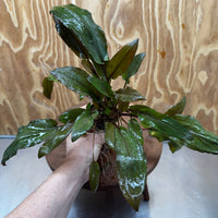 Scapeshop.com.au One Only Cryptocoryne Mi Oya Advanced, Multi-Planted - One Only - Beautiful Aquarium Plants - Crypt. Mi Oya Advanced Multi-Planted 5cm Pot - One only 