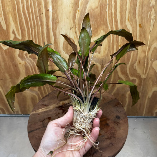 Scapeshop.com.au One Only Cryptocoryne Mi Oya Advanced, Multi-Planted - One Only - Beautiful Aquarium Plants - Crypt. Mi Oya Advanced Multi-Planted 5cm Pot - One only 