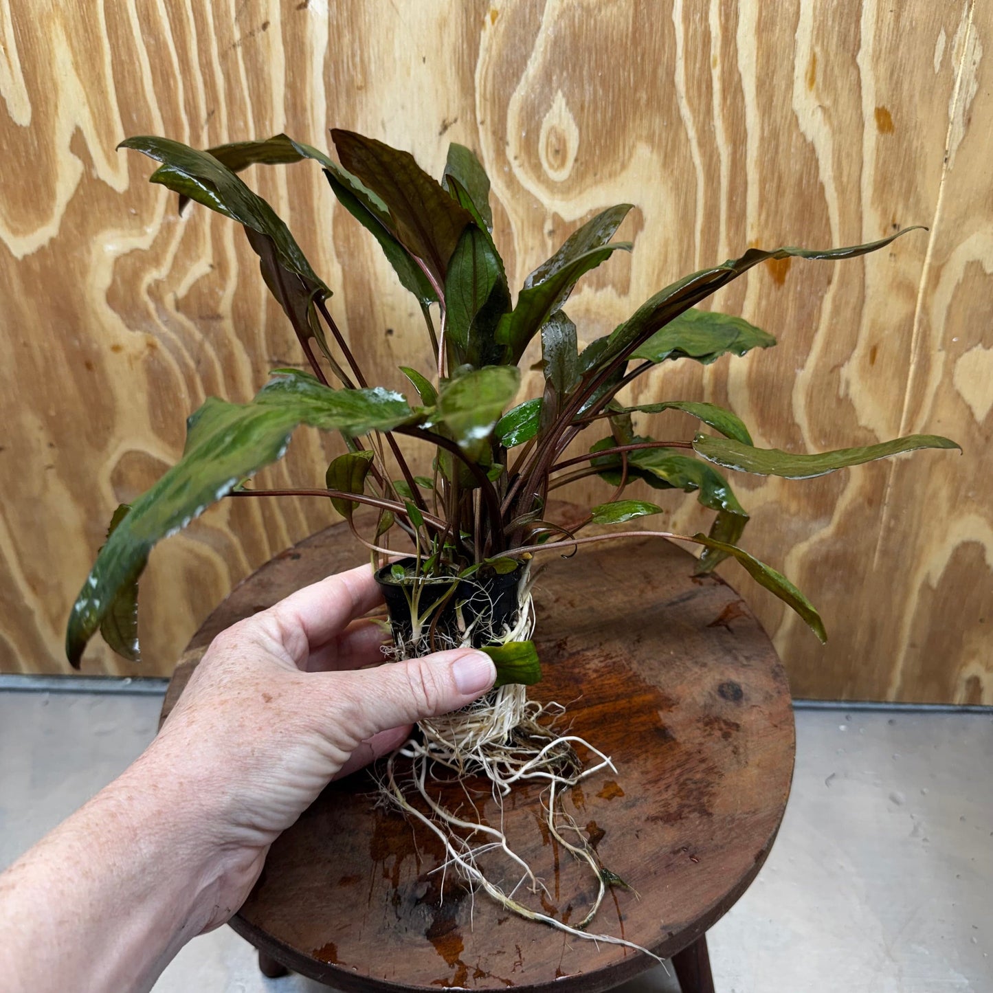 Scapeshop.com.au One Only Cryptocoryne Mi Oya Advanced, Multi-Planted - One Only - Beautiful Aquarium Plants - Crypt. Mi Oya Advanced Multi-Planted 5cm Pot - One only 