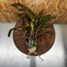 Scapeshop.com.au One Only Cryptocoryne Mi Oya Advanced, Multi-Planted - One Only - Beautiful Aquarium Plants - Crypt. Mi Oya Advanced Multi-Planted 5cm Pot - One only 