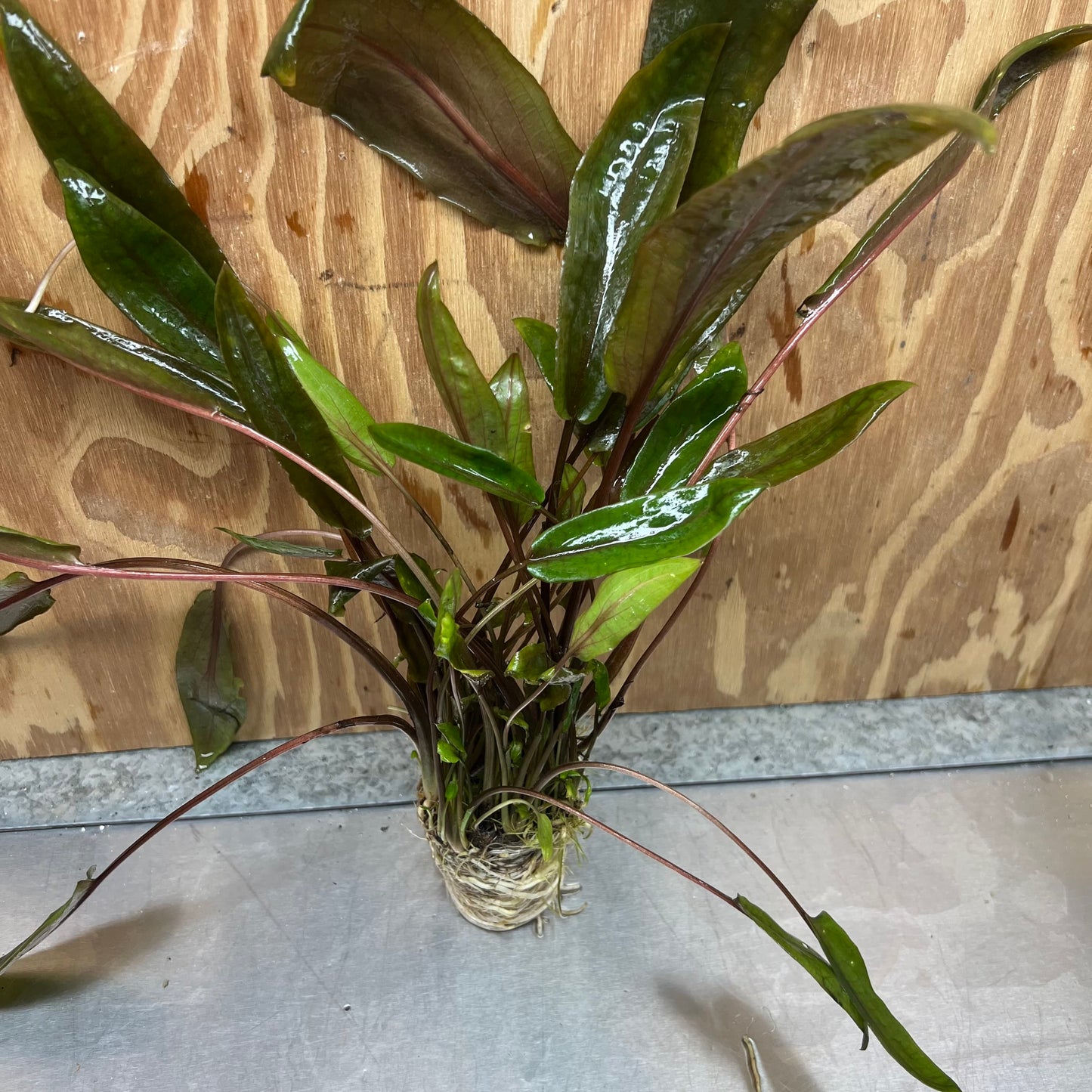 Scapeshop.com.au One Only Cryptocoryne Mi Oya Advanced, Multi-Planted - One Only - Beautiful Aquarium Plants - Crypt. Mi Oya Advanced Multi-Planted 5cm Pot - One only 