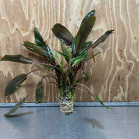 Scapeshop.com.au One Only Cryptocoryne Mi Oya Advanced, Multi-Planted - One Only - Beautiful Aquarium Plants - Crypt. Mi Oya Advanced Multi-Planted 5cm Pot - One only 