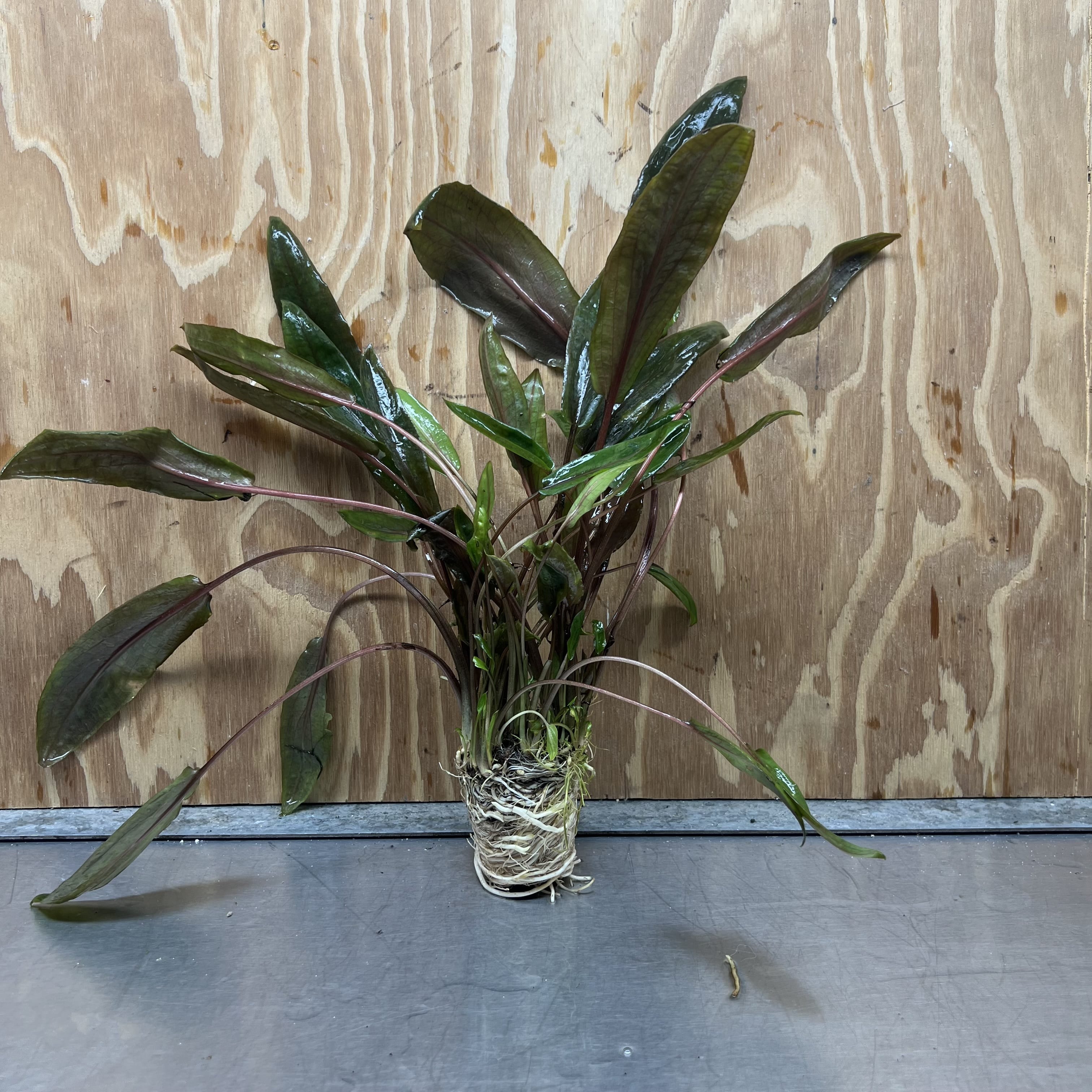 Scapeshop.com.au One Only Cryptocoryne Mi Oya Advanced, Multi-Planted - One Only - Beautiful Aquarium Plants - Crypt. Mi Oya Advanced Multi-Planted 5cm Pot - One only 