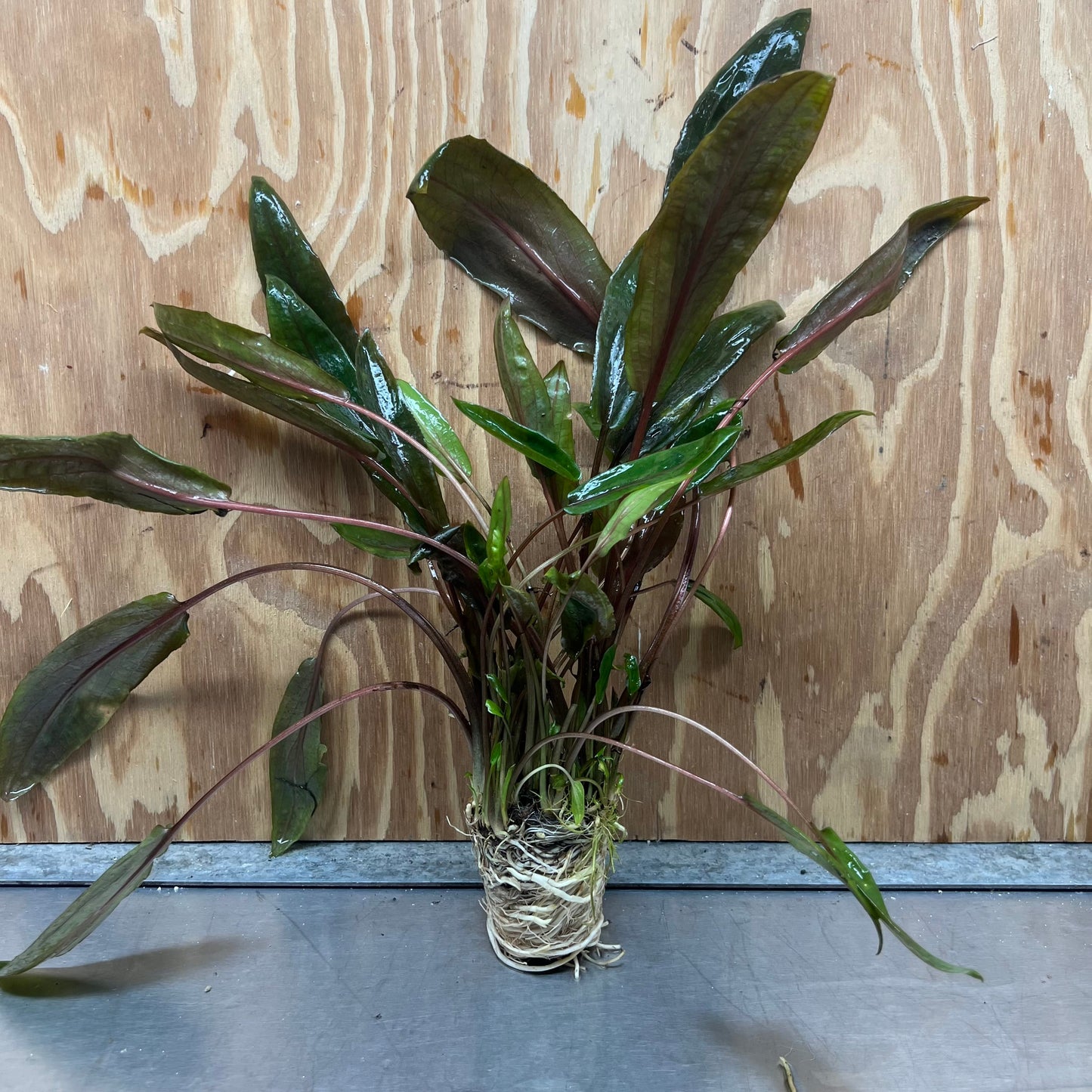 Scapeshop.com.au One Only Cryptocoryne Mi Oya Advanced, Multi-Planted - One Only - Beautiful Aquarium Plants - Crypt. Mi Oya Advanced Multi-Planted 5cm Pot - One only 
