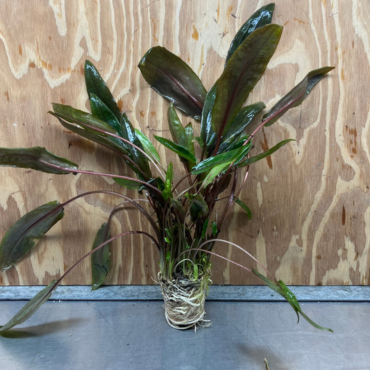 Scapeshop.com.au One Only Cryptocoryne Mi Oya Advanced, Multi-Planted - One Only - Beautiful Aquarium Plants - Crypt. Mi Oya Advanced Multi-Planted 5cm Pot - One only 