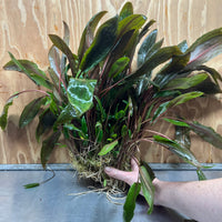 Scapeshop.com.au One Only Cryptocoryne Mi Oya Advanced, Multi-Planted - One Only - Mother Aquarium Plants - Crypt. Mi Oya Advanced Multi-Planted 5cm Pot - One only 