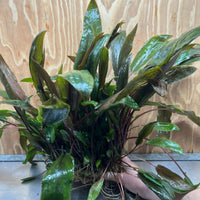 Scapeshop.com.au One Only Cryptocoryne Mi Oya Advanced, Multi-Planted - One Only - Mother Aquarium Plants - Crypt. Mi Oya Advanced Multi-Planted 5cm Pot - One only 