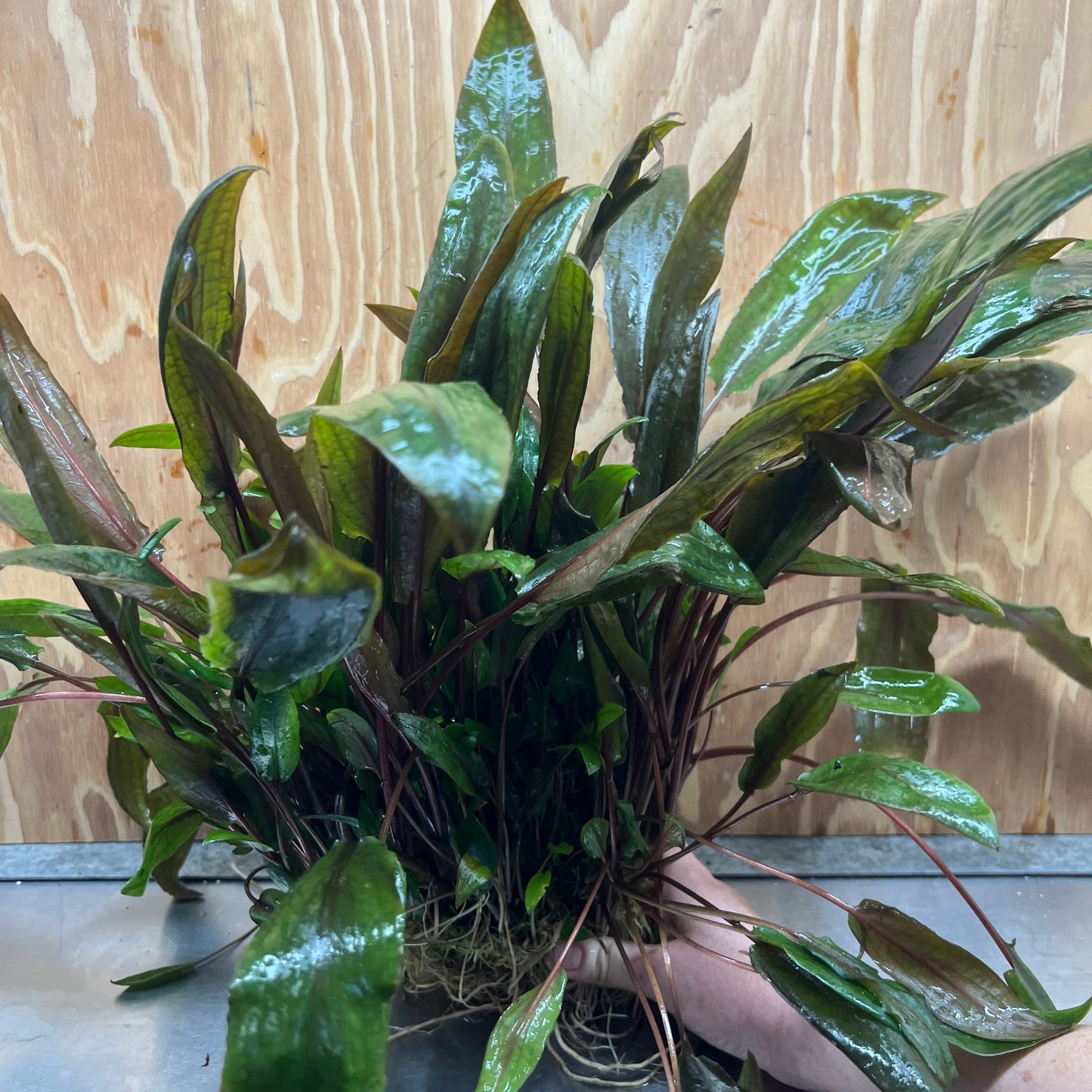Scapeshop.com.au One Only Cryptocoryne Mi Oya Advanced, Multi-Planted - One Only - Mother Aquarium Plants - Crypt. Mi Oya Advanced Multi-Planted 5cm Pot - One only 