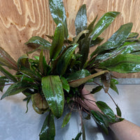 Scapeshop.com.au One Only Cryptocoryne Mi Oya Advanced, Multi-Planted - One Only - Mother Aquarium Plants - Crypt. Mi Oya Advanced Multi-Planted 5cm Pot - One only 