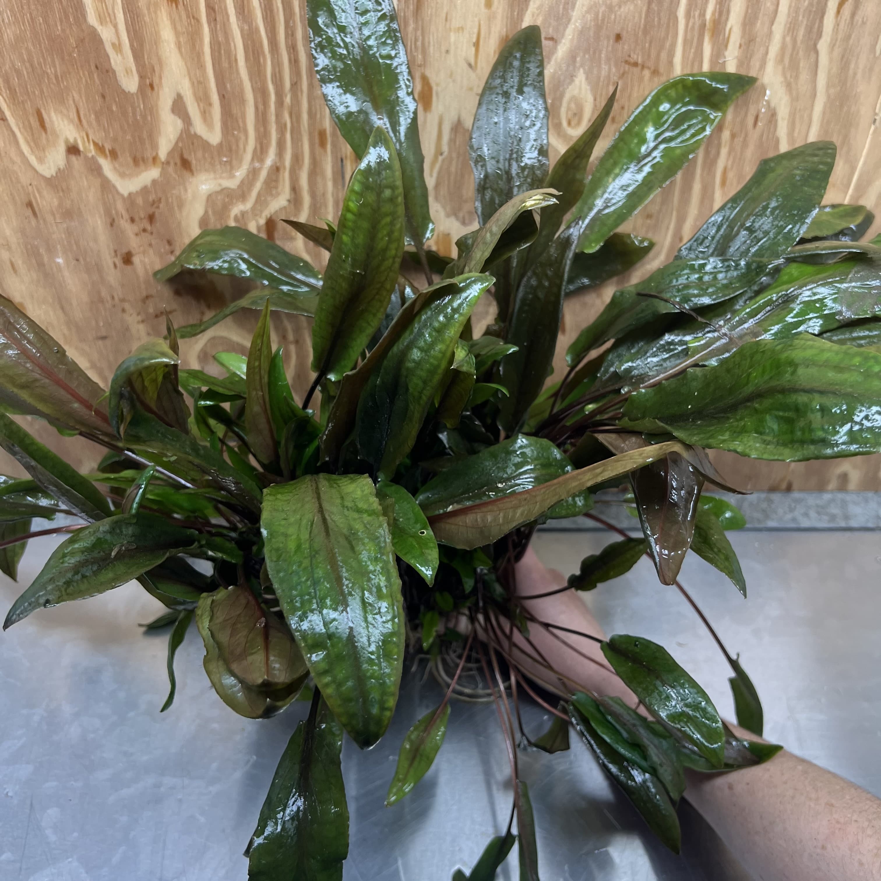 Scapeshop.com.au One Only Cryptocoryne Mi Oya Advanced, Multi-Planted - One Only - Mother Aquarium Plants - Crypt. Mi Oya Advanced Multi-Planted 5cm Pot - One only 