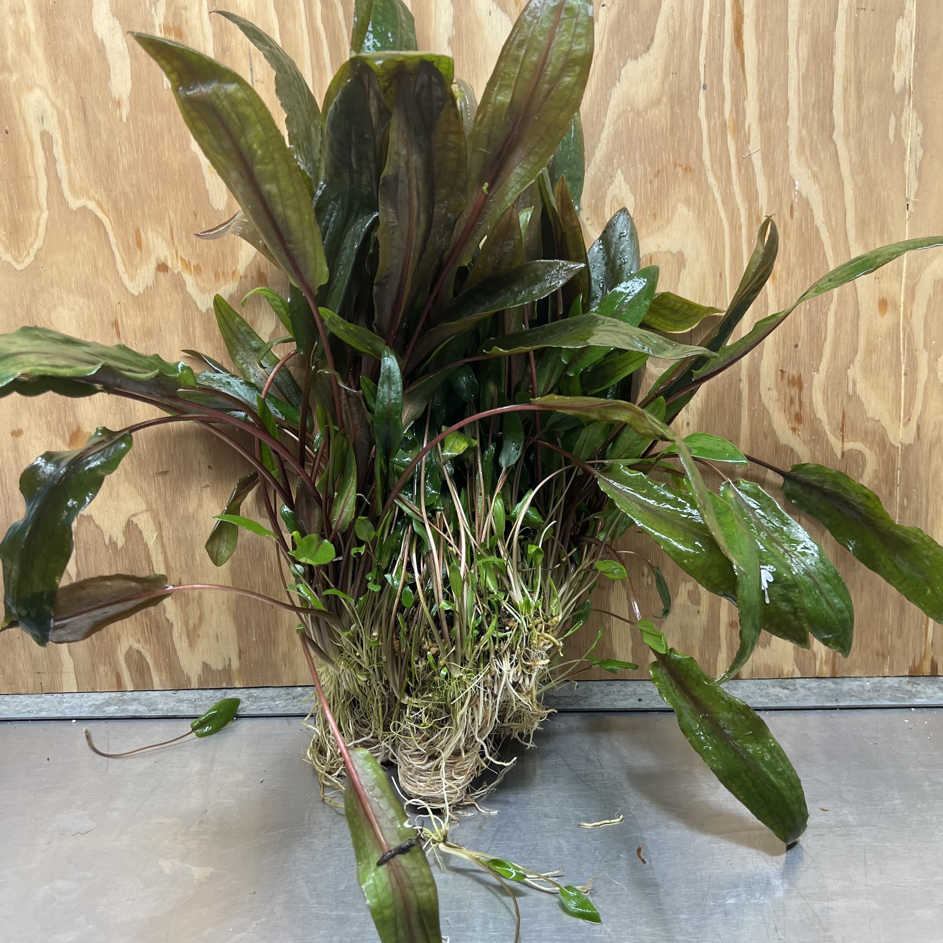 Scapeshop.com.au One Only Cryptocoryne Mi Oya Advanced, Multi-Planted - One Only - Mother Aquarium Plants - Crypt. Mi Oya Advanced Multi-Planted 5cm Pot - One only 