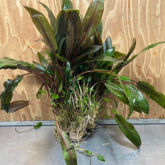 Scapeshop.com.au One Only Cryptocoryne Mi Oya Advanced, Multi-Planted - One Only - Mother Aquarium Plants - Crypt. Mi Oya Advanced Multi-Planted 5cm Pot - One only 