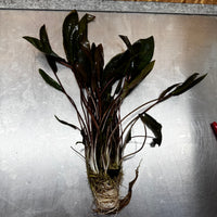 Scapeshop.com.au One Only Cryptocoryne Mi Oya Advanced, Multi-Planted - One Only - Mother Aquarium Plants - Crypt. Mi Oya Advanced Multi-Planted 5cm Pot - One only 