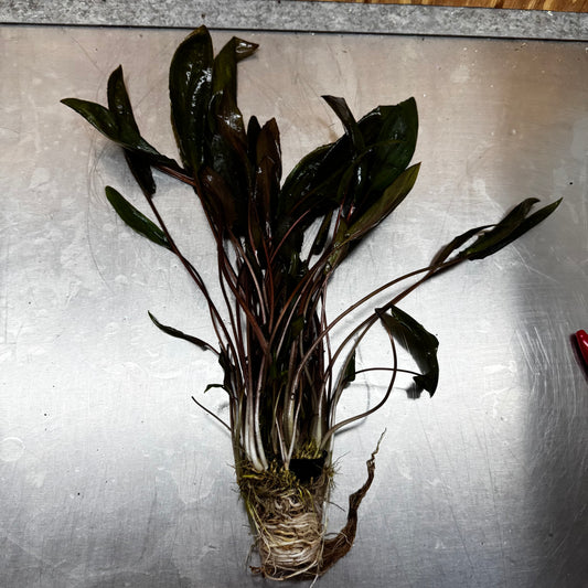 Scapeshop.com.au One Only Cryptocoryne Mi Oya Advanced, Multi-Planted - One Only - Mother Aquarium Plants - Crypt. Mi Oya Advanced Multi-Planted 5cm Pot - One only 
