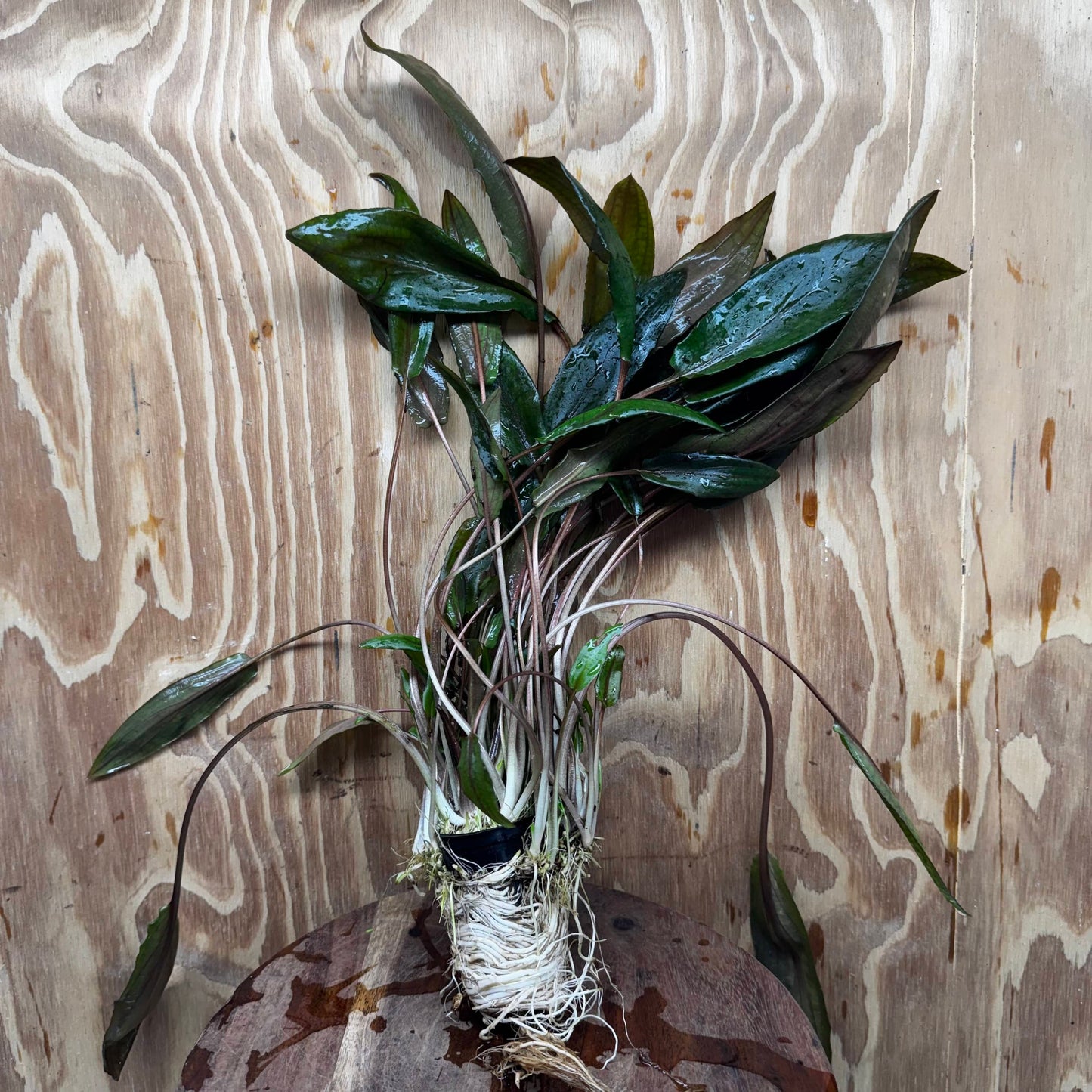 Scapeshop.com.au One Only Cryptocoryne Mi Oya Advanced, Multi-Planted - One Only - Mother Aquarium Plants - Crypt. Mi Oya Advanced Multi-Planted 5cm Pot - One only 