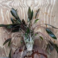 Scapeshop.com.au One Only Cryptocoryne Mi Oya Advanced, Multi-Planted - One Only - Mother Aquarium Plants - Crypt. Mi Oya Advanced Multi-Planted 5cm Pot - One only 
