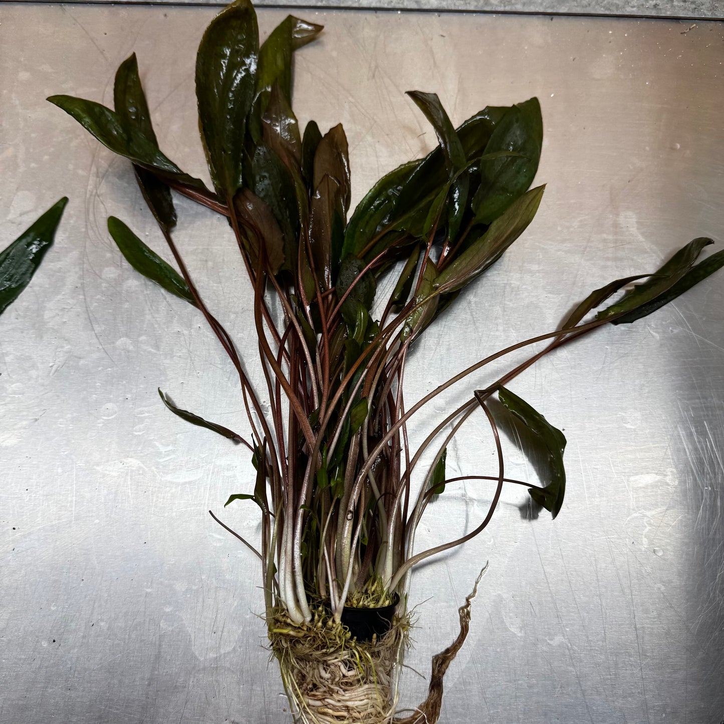Scapeshop.com.au One Only Cryptocoryne Mi Oya Advanced, Multi-Planted - One Only - Mother Aquarium Plants - Crypt. Mi Oya Advanced Multi-Planted 5cm Pot - One only 