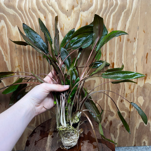 Scapeshop.com.au One Only Cryptocoryne Mi Oya Advanced, Multi-Planted - One Only - Mother Aquarium Plants - Crypt. Mi Oya Advanced Multi-Planted 5cm Pot - One only 