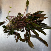 Scapeshop.com.au One Only Cryptocoryne Mi Oya Advanced, Multi-Planted - One Only - Mother Aquarium Plants - Crypt. Mi Oya Advanced Multi-Planted 5cm Pot - One only 