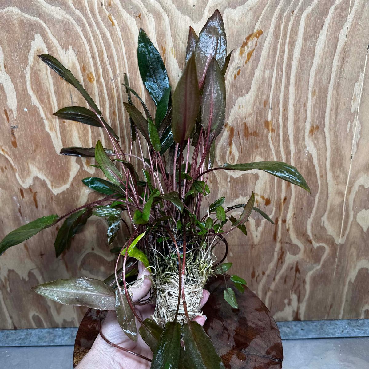 Scapeshop.com.au One Only Cryptocoryne Mi Oya Advanced, Multi-Planted - One Only - Mother Aquarium Plants - Crypt. Mi Oya Advanced Multi-Planted 5cm Pot - One only 