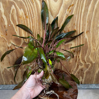 Scapeshop.com.au One Only Cryptocoryne Mi Oya Advanced, Multi-Planted - One Only - Mother Aquarium Plants - Crypt. Mi Oya Advanced Multi-Planted 5cm Pot - One only 