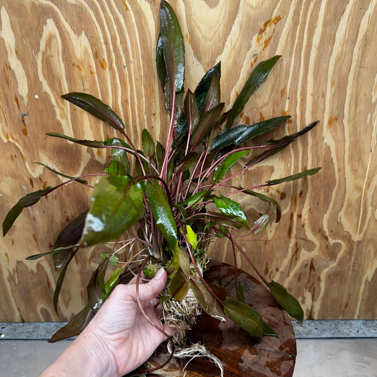 Scapeshop.com.au One Only Cryptocoryne Mi Oya Advanced, Multi-Planted - One Only - Mother Aquarium Plants - Crypt. Mi Oya Advanced Multi-Planted 5cm Pot - One only 