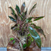 Scapeshop.com.au One Only Cryptocoryne Mi Oya Advanced, Multi-Planted - One Only - Mother Aquarium Plants - Crypt. Mi Oya Advanced Multi-Planted 5cm Pot - One only 
