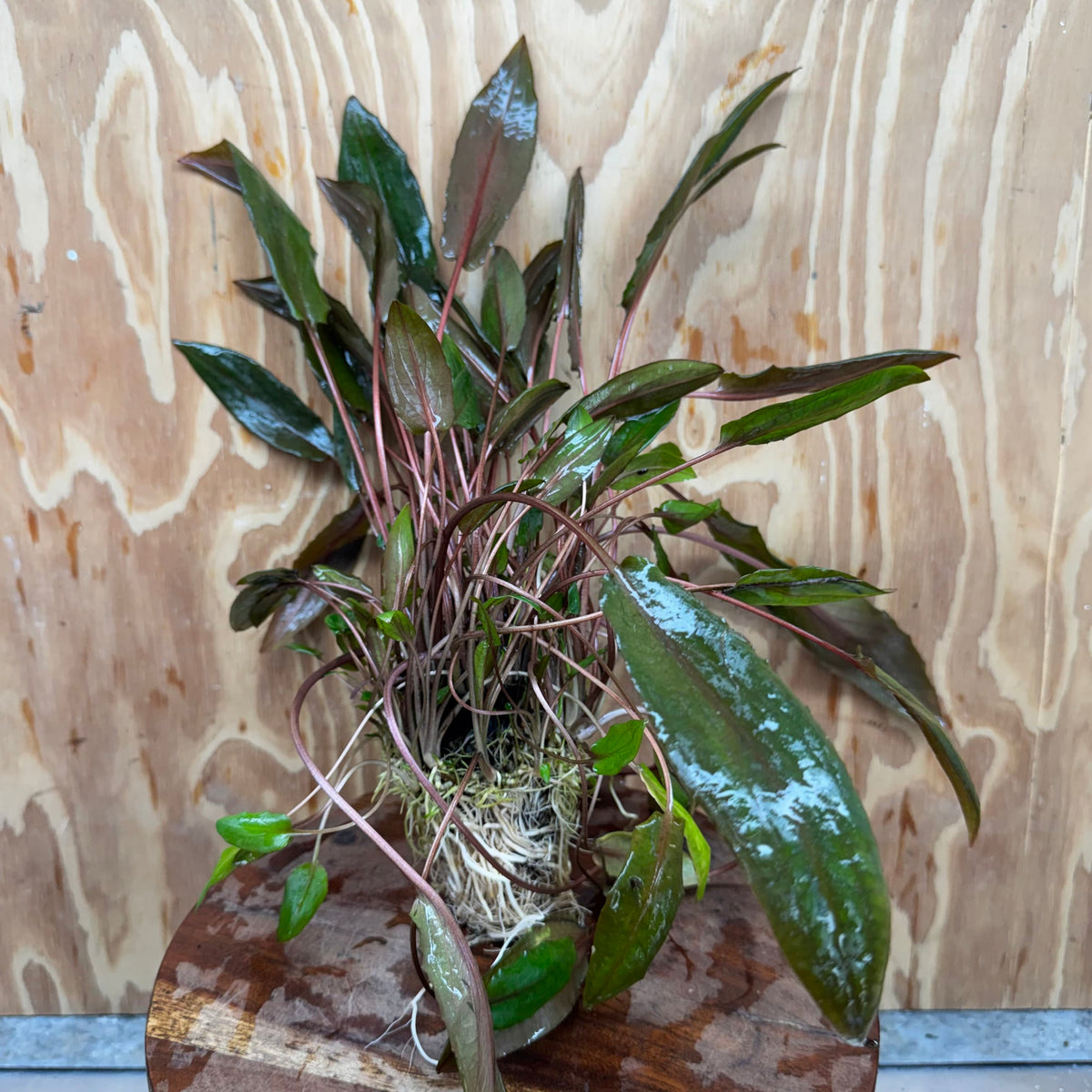 Scapeshop.com.au One Only Cryptocoryne Mi Oya Advanced, Multi-Planted - One Only - Mother Aquarium Plants - Crypt. Mi Oya Advanced Multi-Planted 5cm Pot - One only 