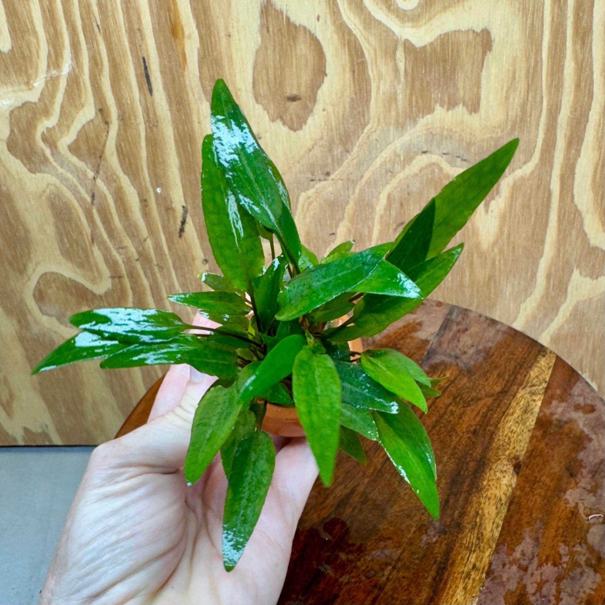 Scapeshop.com.au One Only Cryptocoryne Petchii Vase Urn - One only Cryptocoryne Petchii Vase Urn - One only