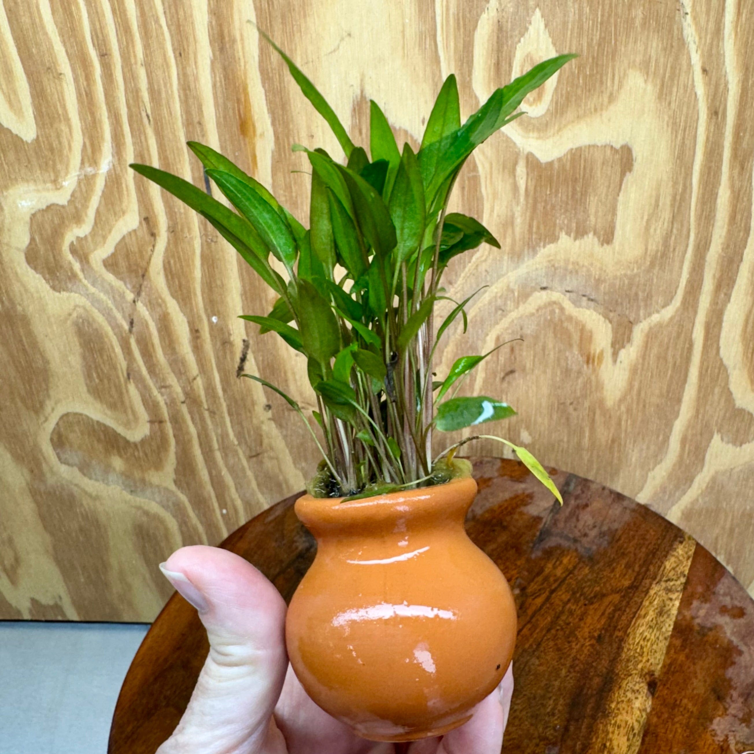 Scapeshop.com.au One Only Cryptocoryne Petchii Vase Urn - One only Cryptocoryne Petchii Vase Urn - One only