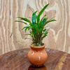 Scapeshop.com.au One Only Cryptocoryne Petchii Vase Urn - One only Cryptocoryne Petchii Vase Urn - One only