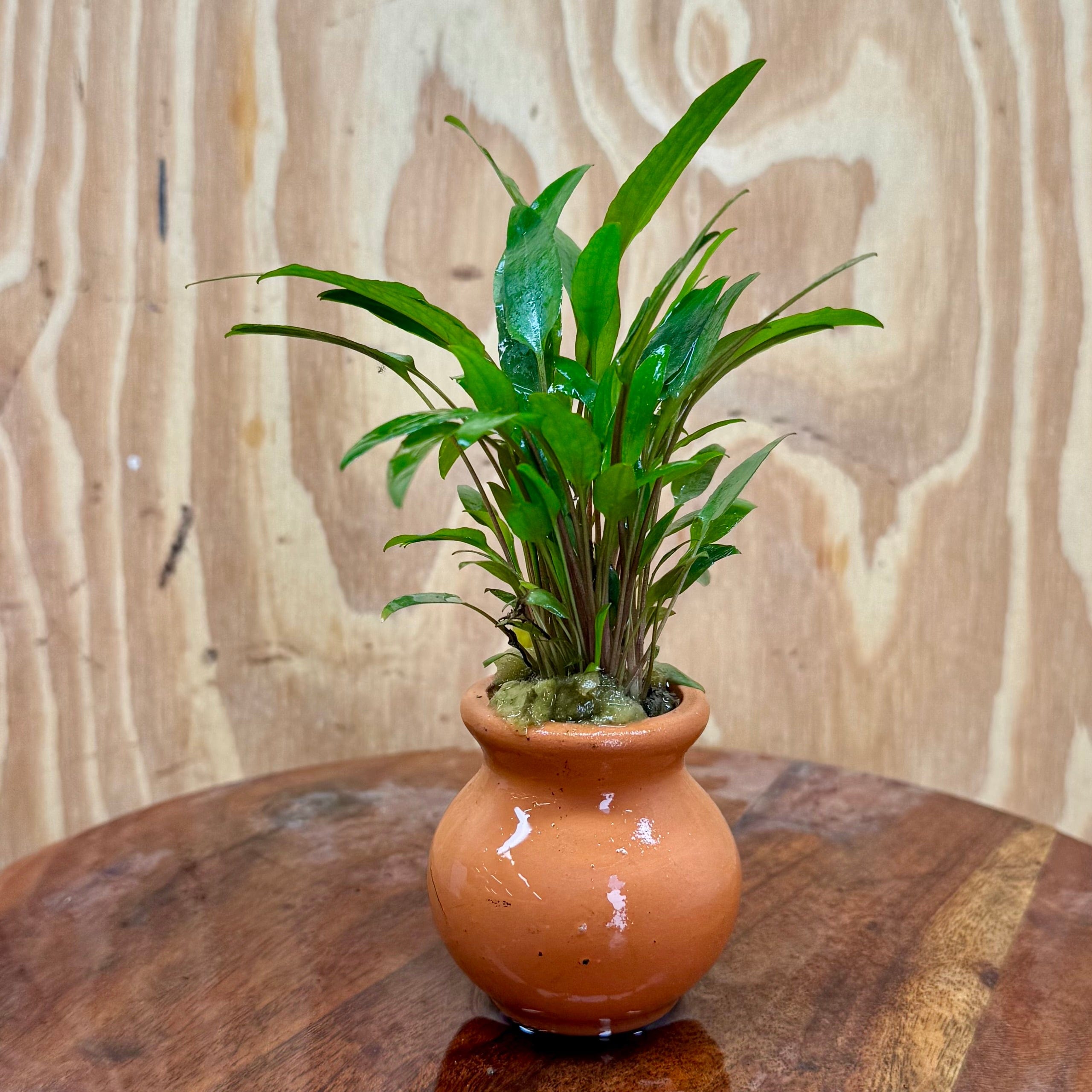 Scapeshop.com.au One Only Cryptocoryne Petchii Vase Urn - One only Cryptocoryne Petchii Vase Urn - One only