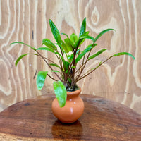 Scapeshop.com.au One Only Cryptocoryne Petchii Vase Urn - One only A Cryptocoryne Petchii Vase Urn - One only A