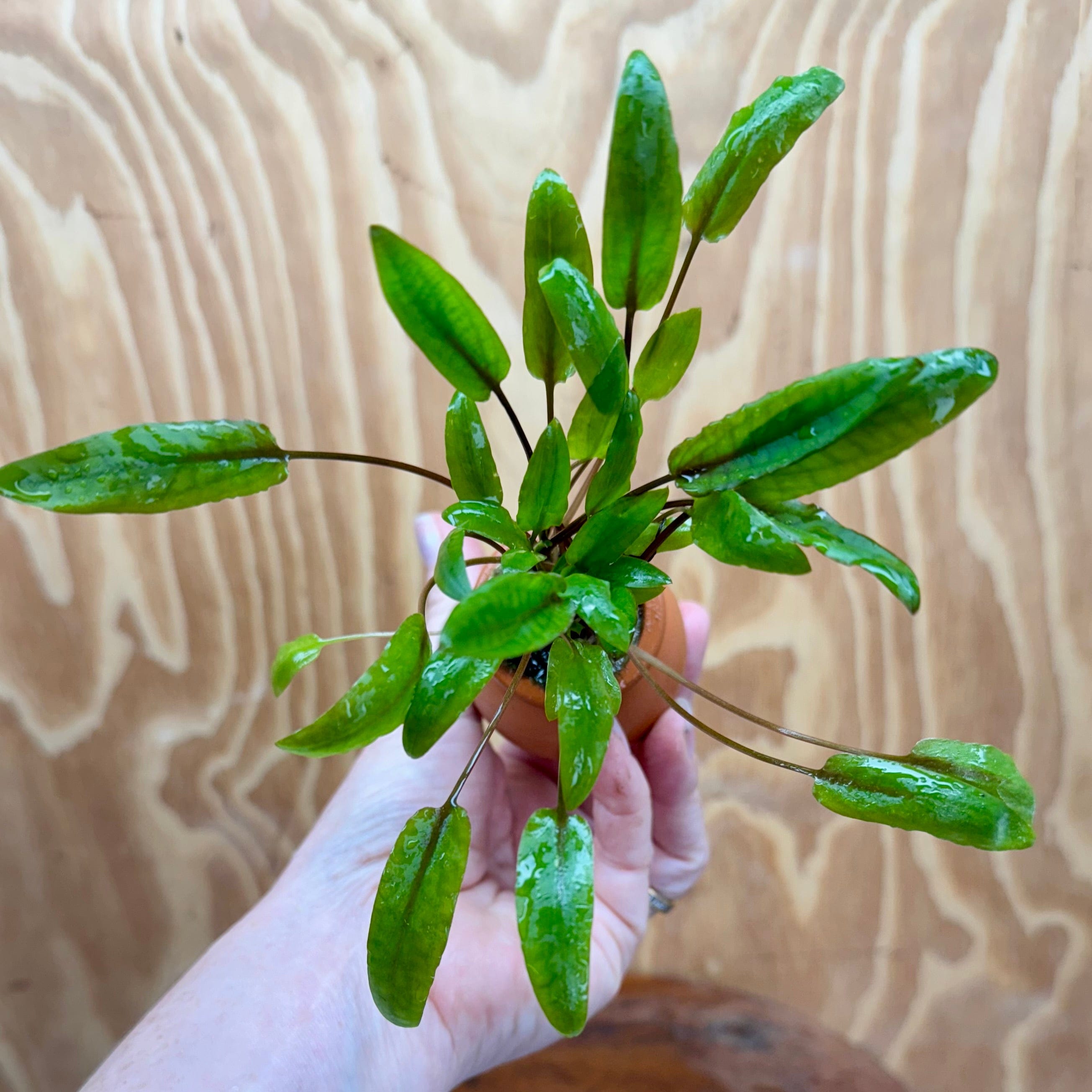 Scapeshop.com.au One Only Cryptocoryne Petchii Vase Urn - One only A Cryptocoryne Petchii Vase Urn - One only A