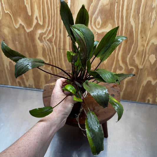 Scapeshop.com.au One Only Cryptocoryne Undulatus Red - Advanced, Multi-planted 5cm Pot - ONE ONLY Cryptocoryne Undulatus Red - Advanced, Multi-planted 5cm Pot Rare