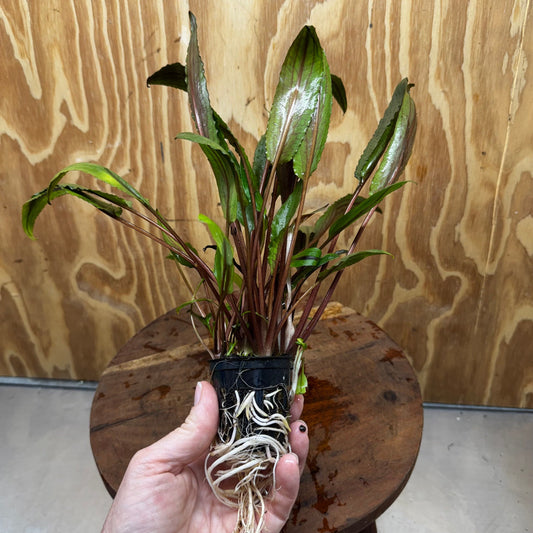Scapeshop.com.au One Only Cryptocoryne Undulatus Red - Advanced, Multi-planted 5cm Pot - ONE ONLY Cryptocoryne Undulatus Red - Advanced, Multi-planted 5cm Pot Rare