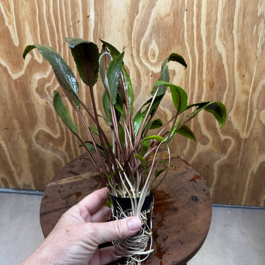 Scapeshop.com.au One Only Cryptocoryne Undulatus Red - Advanced, Multi-planted 5cm Pot - ONE ONLY Cryptocoryne Undulatus Red - Advanced, Multi-planted 5cm Pot Rare