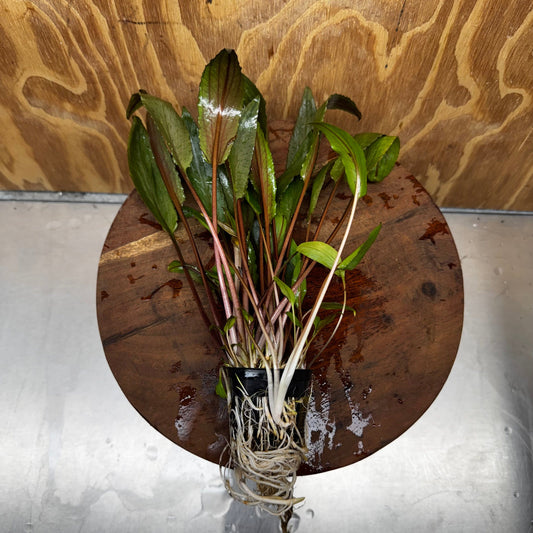 Scapeshop.com.au One Only Cryptocoryne Undulatus Red - Advanced, Multi-planted 5cm Pot - ONE ONLY Cryptocoryne Undulatus Red - Advanced, Multi-planted 5cm Pot Rare