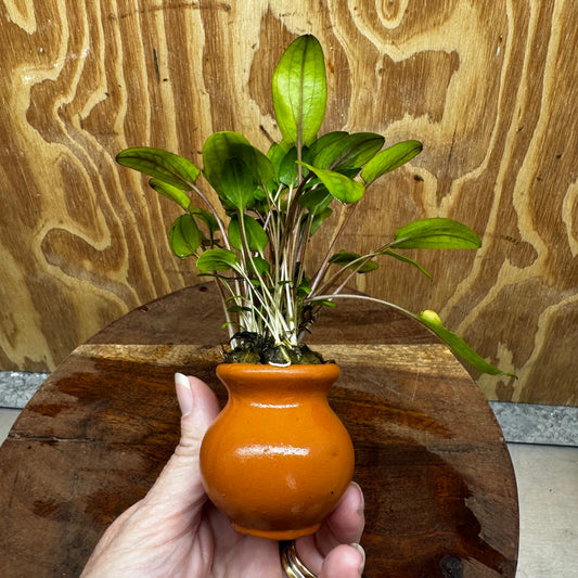 Pisces Enterprises One Only Cryptocoryne Wendtii broad Terracotta Vase - One Only Shop for Double Micranthemum Terracotta Vase Urn - One Only - Scapeshop Australia
