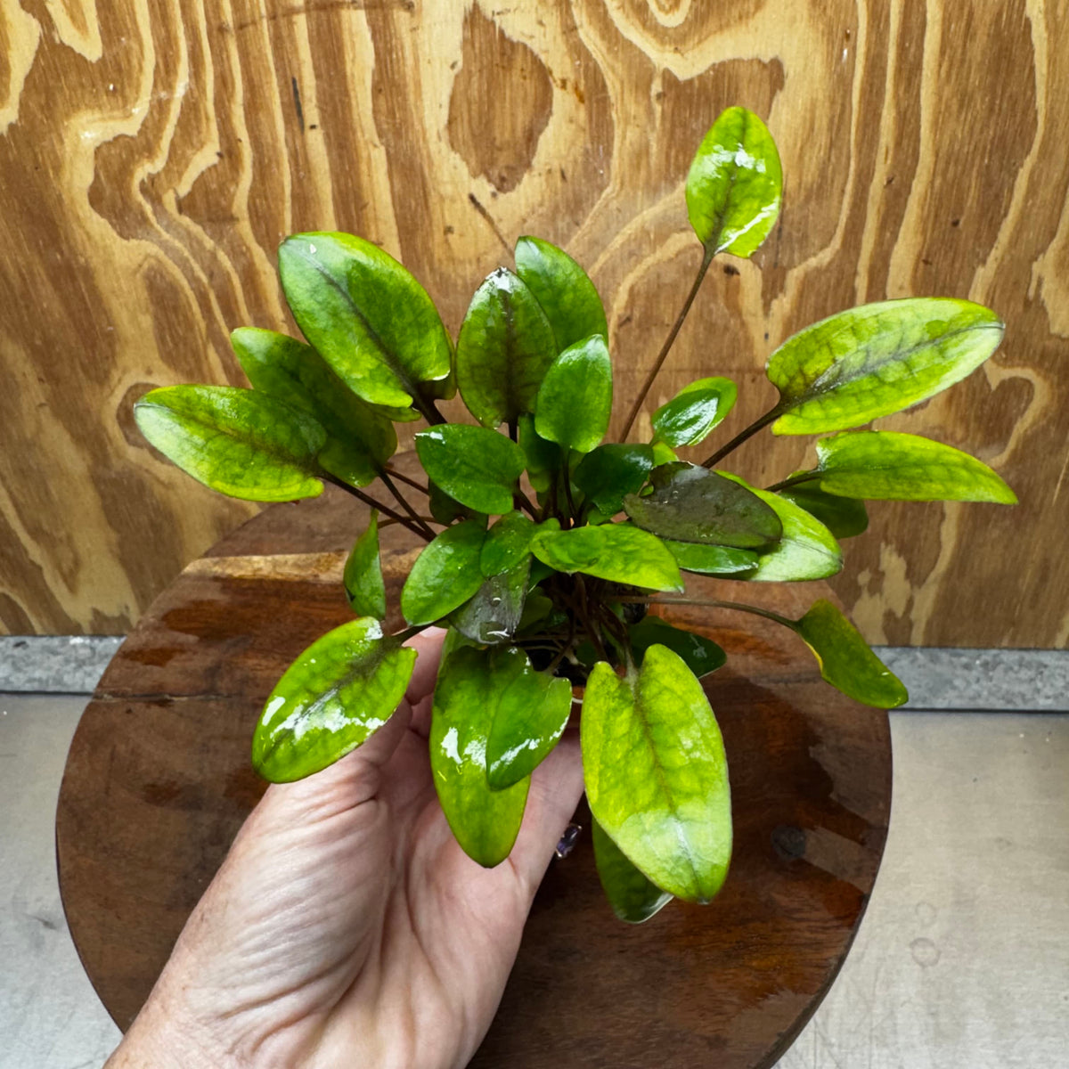 Pisces Enterprises One Only Cryptocoryne Wendtii broad Terracotta Vase - One Only Shop for Double Micranthemum Terracotta Vase Urn - One Only - Scapeshop Australia