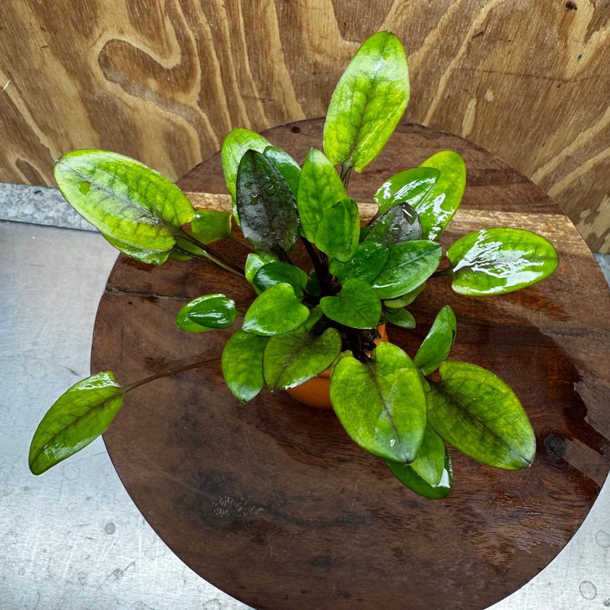 Pisces Enterprises One Only Cryptocoryne Wendtii broad Terracotta Vase - One Only Shop for Double Micranthemum Terracotta Vase Urn - One Only - Scapeshop Australia
