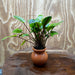 Pisces Enterprises One Only Cryptocoryne Wendtii broad Terracotta Vase - One Only Shop for Double Micranthemum Terracotta Vase Urn - One Only - Scapeshop Australia