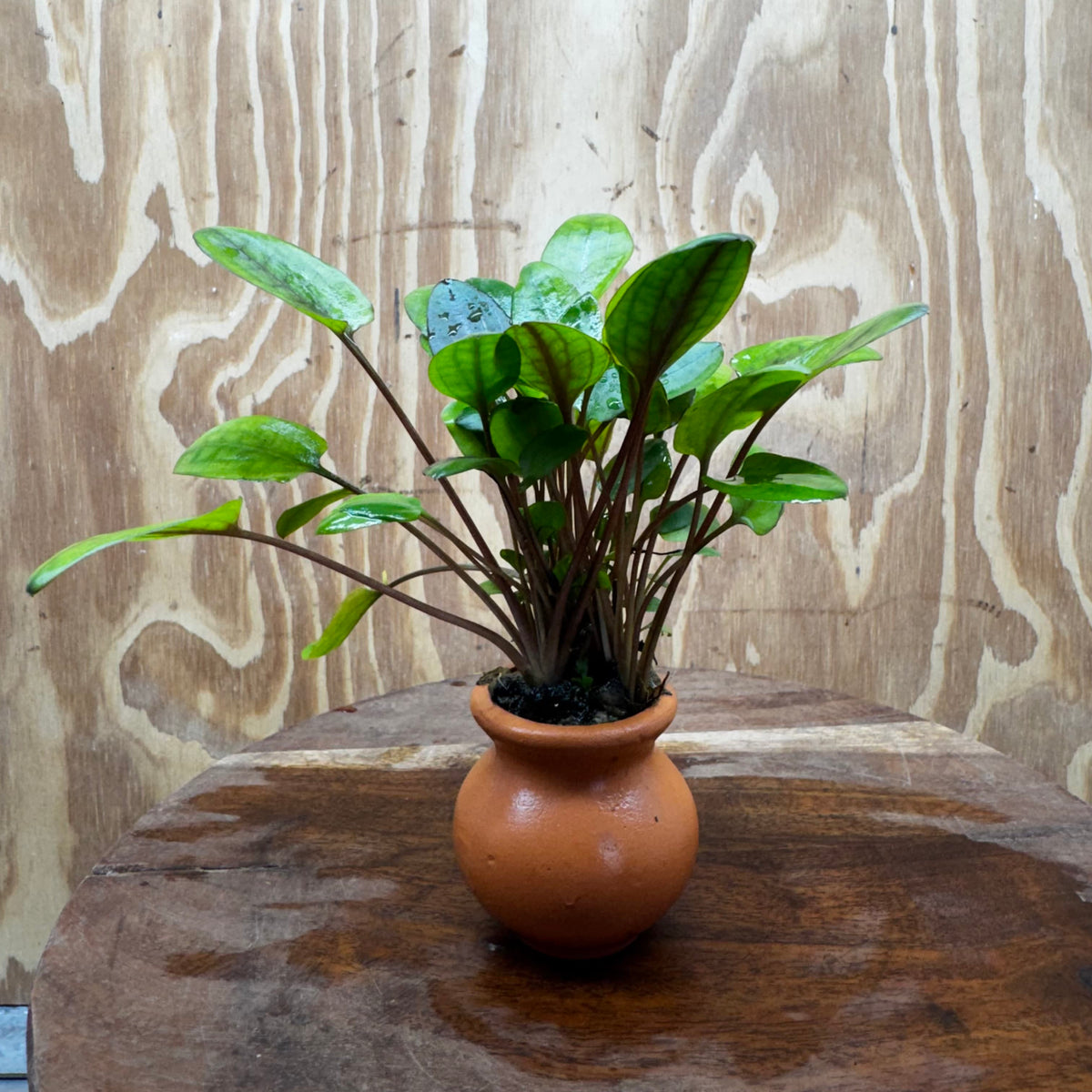 Pisces Enterprises One Only Cryptocoryne Wendtii broad Terracotta Vase - One Only Shop for Double Micranthemum Terracotta Vase Urn - One Only - Scapeshop Australia