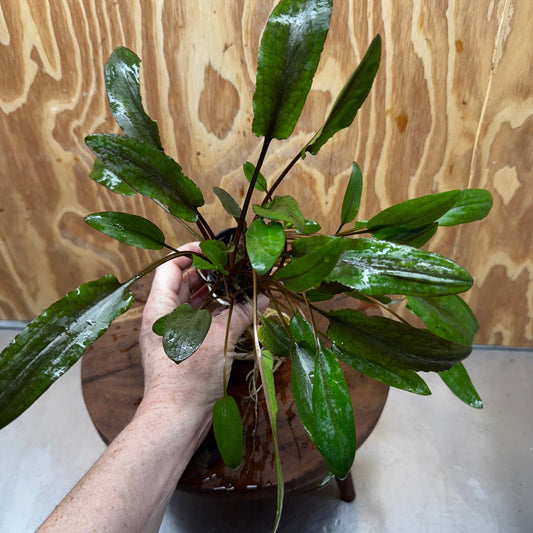 Scapeshop.com.au One Only Cryptocoryne Wendtii Broadleaf Advanced Multi-planted Pot - one only - A Cryptocoryne Wendtii Broadleaf Advanced Multi-planted Pot - one only - A