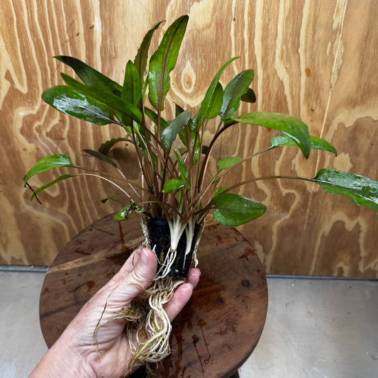 Scapeshop.com.au One Only Cryptocoryne Wendtii Broadleaf Advanced Multi-planted Pot - one only - A Cryptocoryne Wendtii Broadleaf Advanced Multi-planted Pot - one only - A