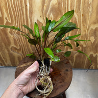 Scapeshop.com.au One Only Cryptocoryne Wendtii Broadleaf Advanced Multi-planted Pot - one only - A Cryptocoryne Wendtii Broadleaf Advanced Multi-planted Pot - one only - A