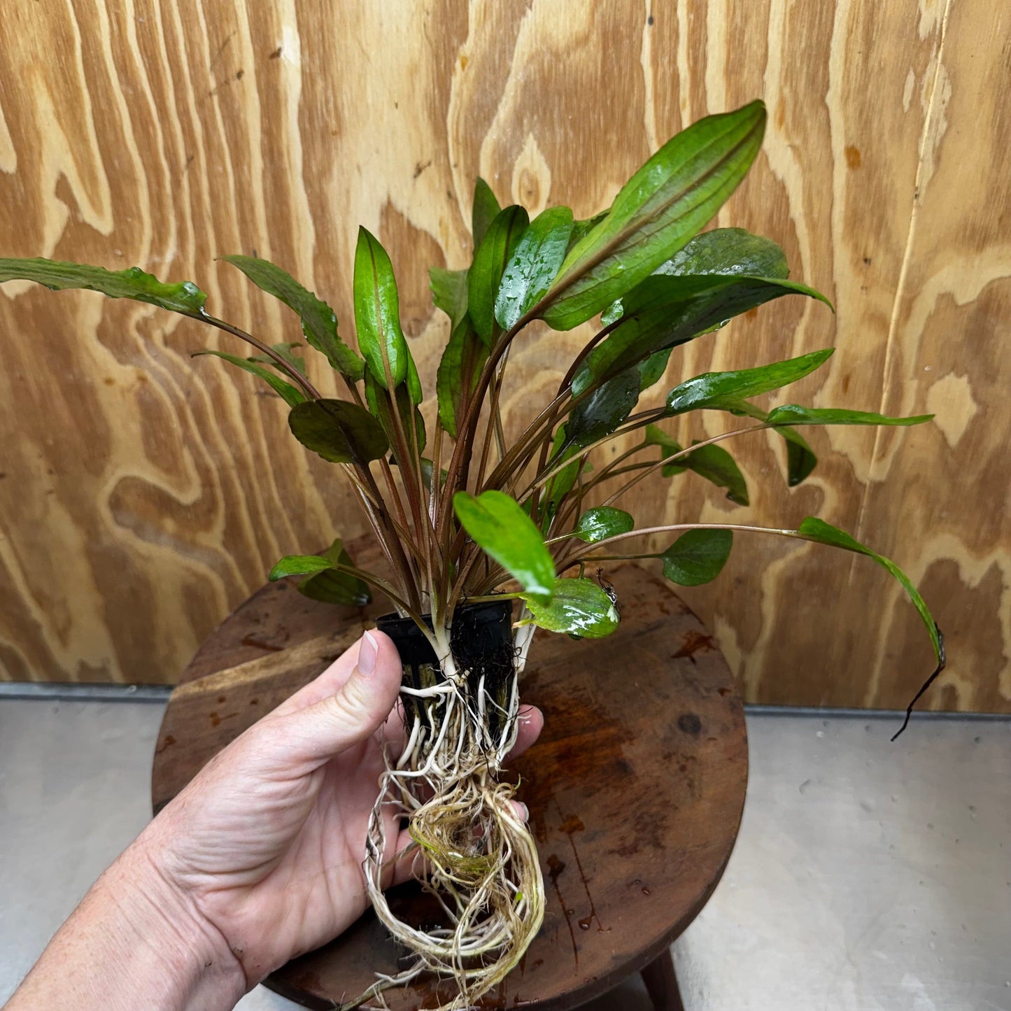 Scapeshop.com.au One Only Cryptocoryne Wendtii Broadleaf Advanced Multi-planted Pot - one only - A Cryptocoryne Wendtii Broadleaf Advanced Multi-planted Pot - one only - A