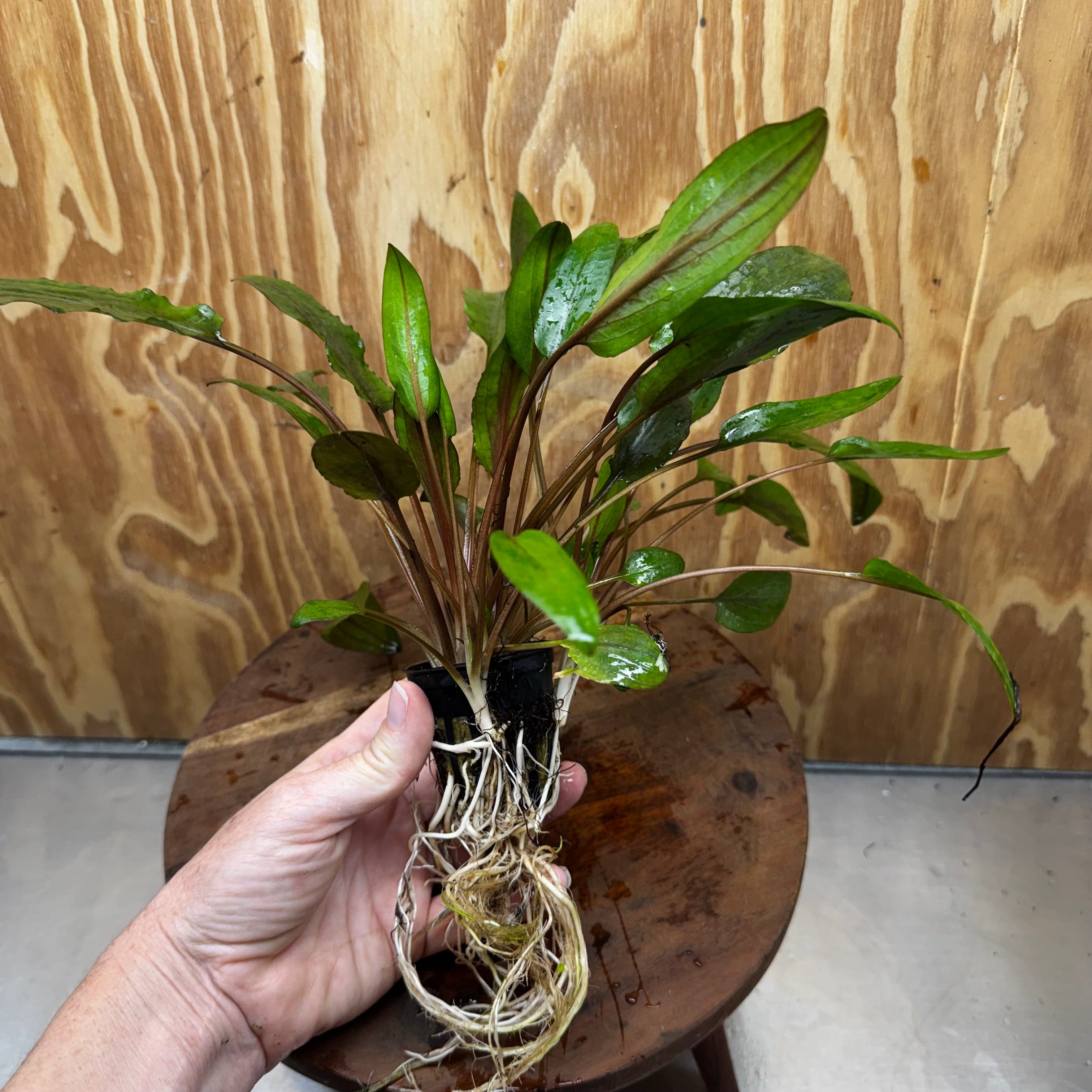 Scapeshop.com.au One Only Cryptocoryne Wendtii Broadleaf Advanced Multi-planted Pot - one only - A Cryptocoryne Wendtii Broadleaf Advanced Multi-planted Pot - one only - A
