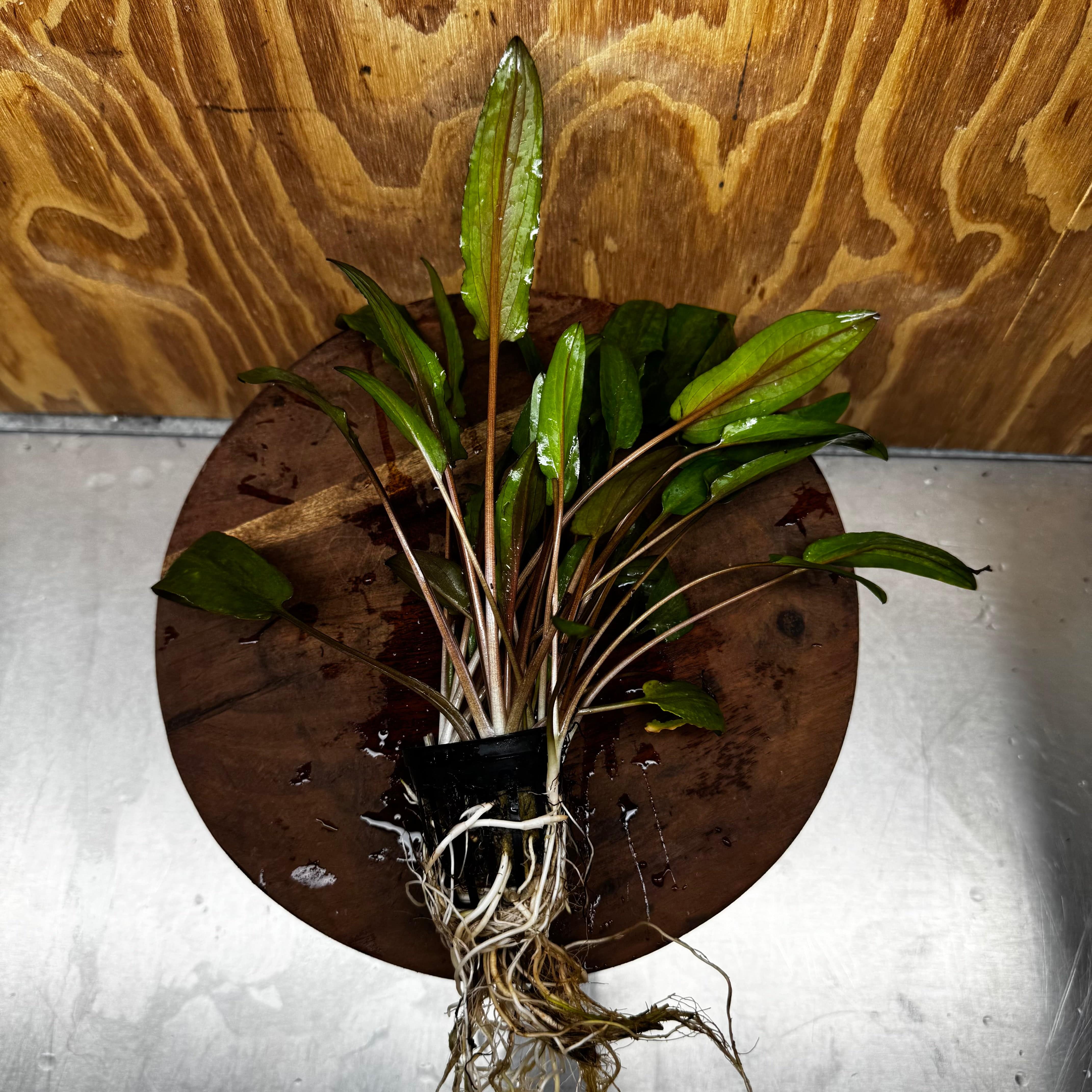 Scapeshop.com.au One Only Cryptocoryne Wendtii Broadleaf Advanced Multi-planted Pot - one only - A Cryptocoryne Wendtii Broadleaf Advanced Multi-planted Pot - one only - A